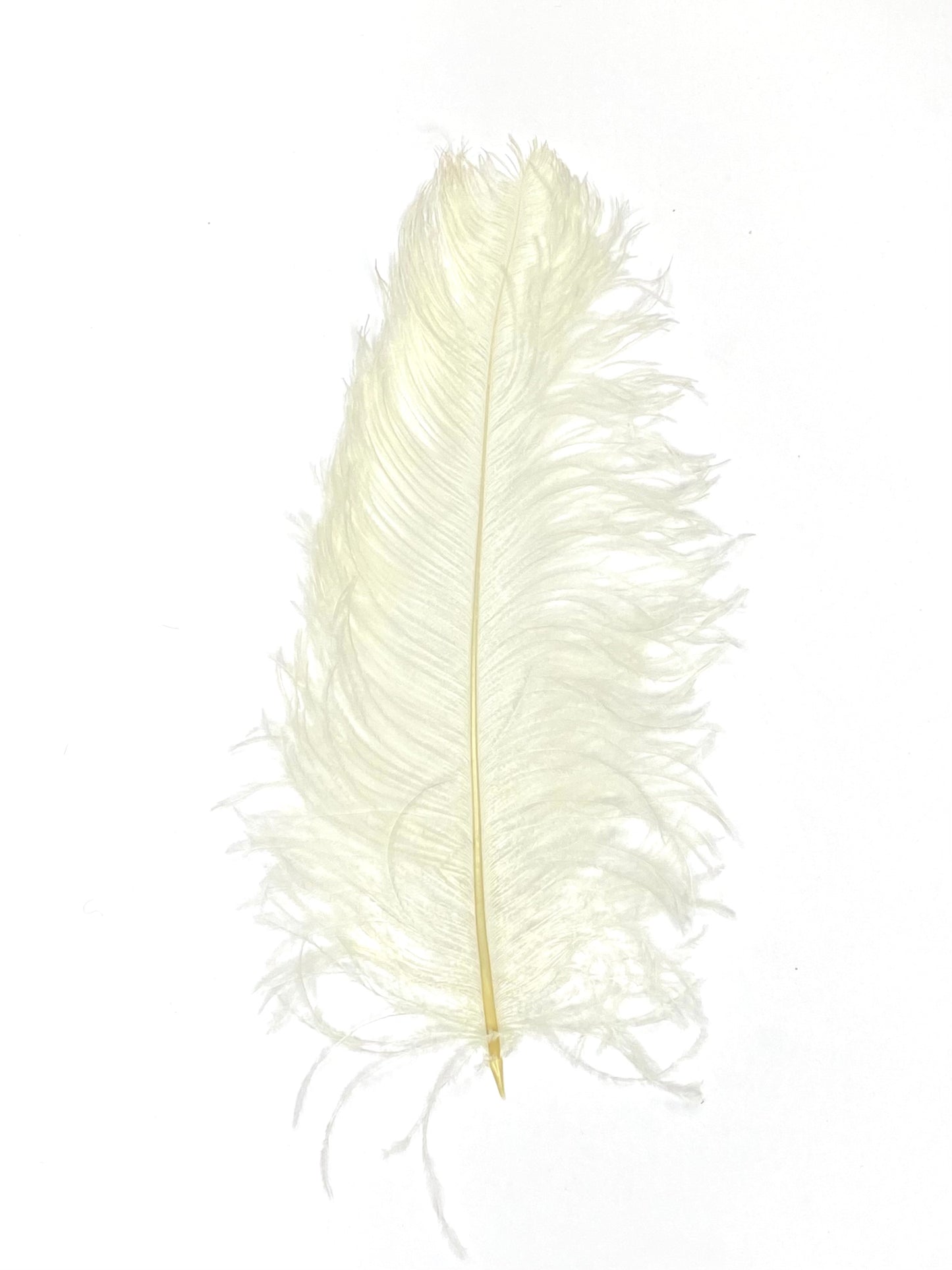 Ostrich Plumes 8-18"