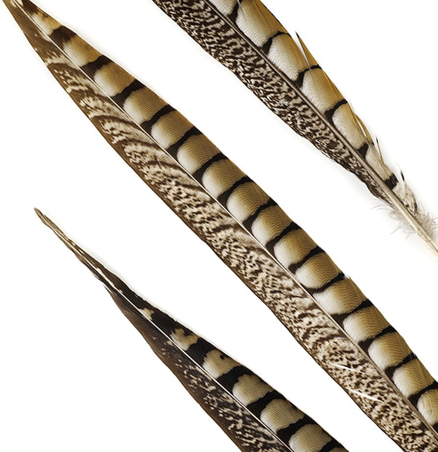 Lady Amherst Pheasant Tails 4-50"