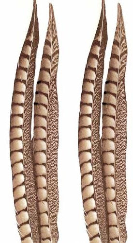 Lady Amherst Pheasant Tails 4-50"