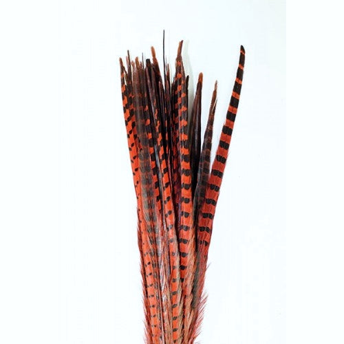 Dyed English Ringneck Pheasant Tails 20-26"