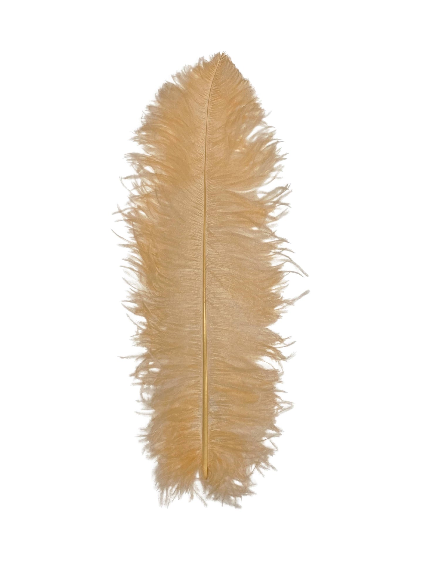 Ostrich Plumes 23-28"