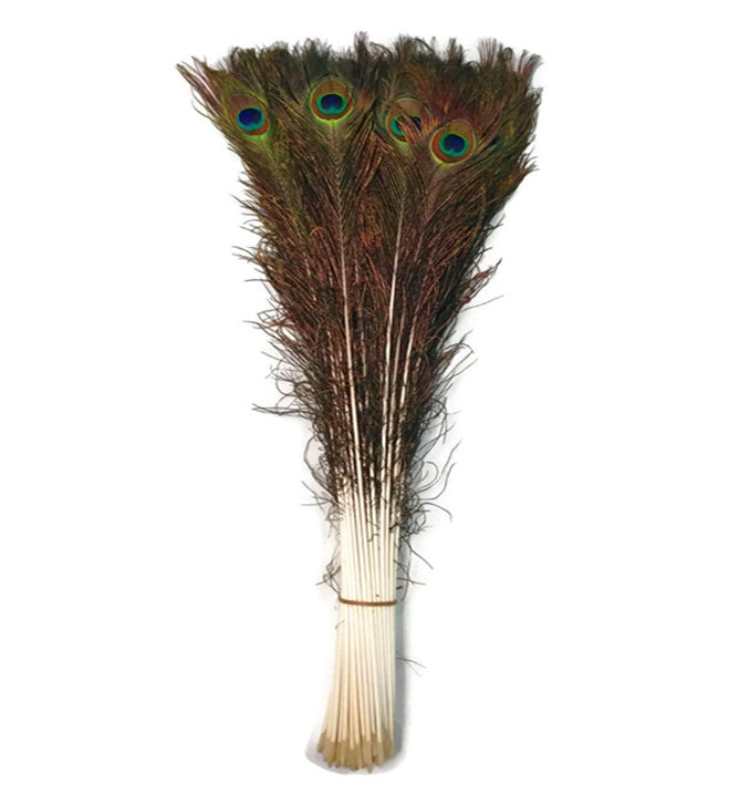 Peacock Tails 25-55"