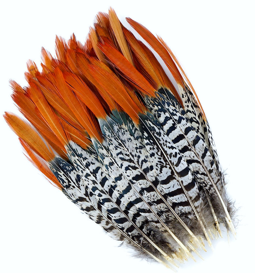 Lady Amherst Pheasant Tails Red Tip 4-12"