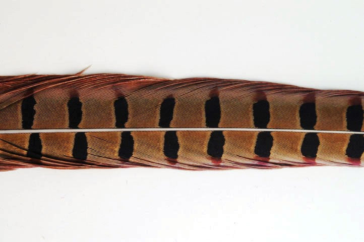 English Ringneck Pheasant Tails 6-28"