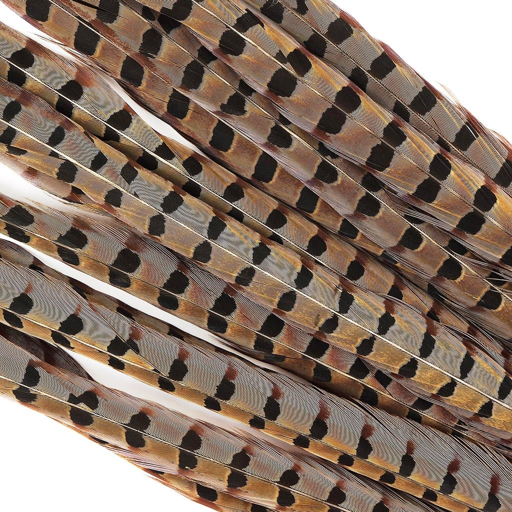 English Ringneck Pheasant Tails 6-28"