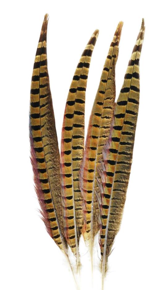 English Ringneck Pheasant Tails 6-28"