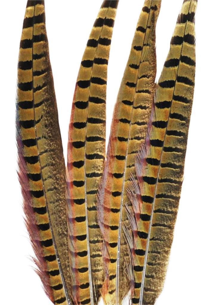 English Ringneck Pheasant Tails 6-28"