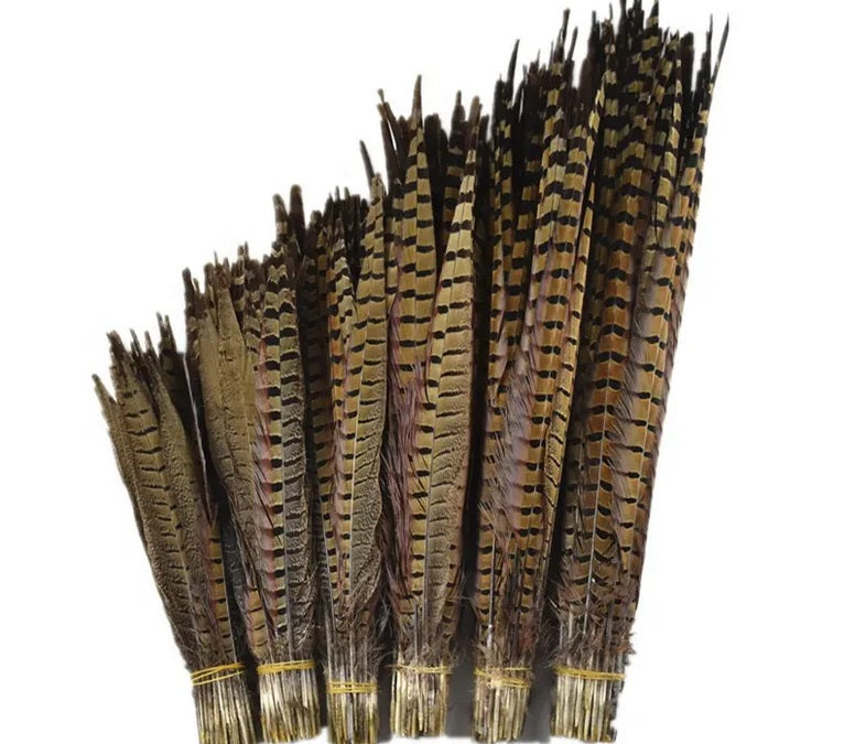 English Ringneck Pheasant Tails 6-28"