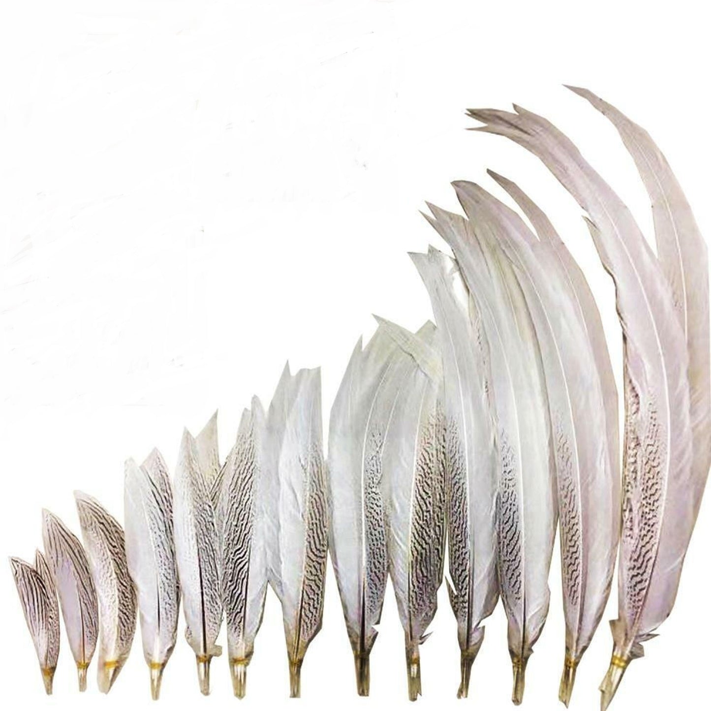 Silver Pheasant Tails 4-30"