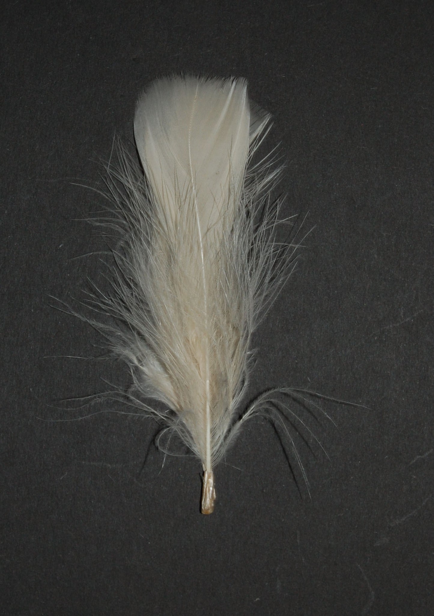beige turkey plumage on black background