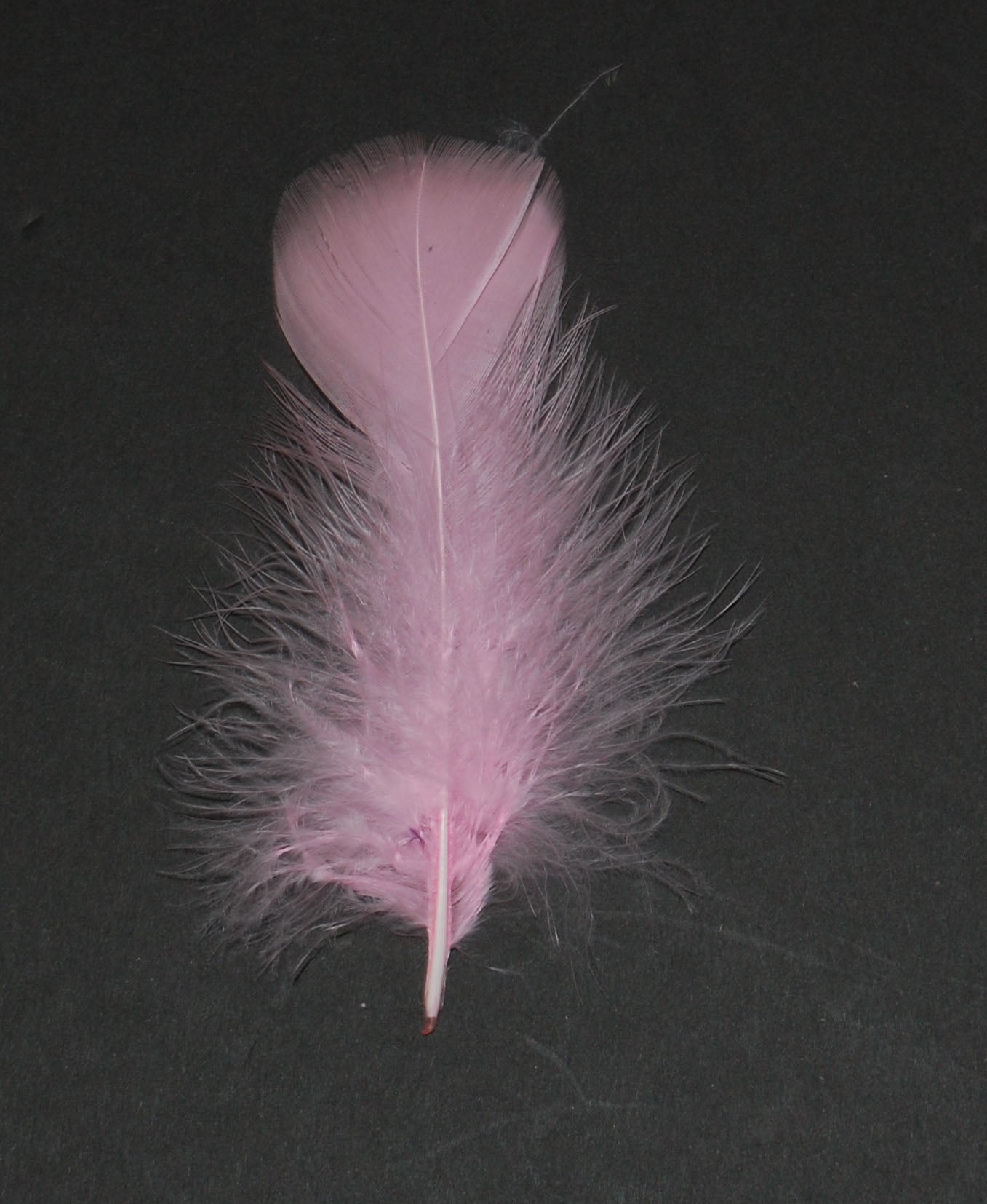 light pink turkey plumage on black background