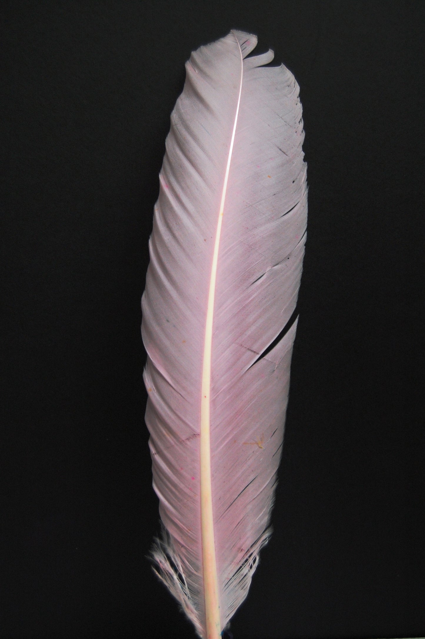 a light pink turkey quill
