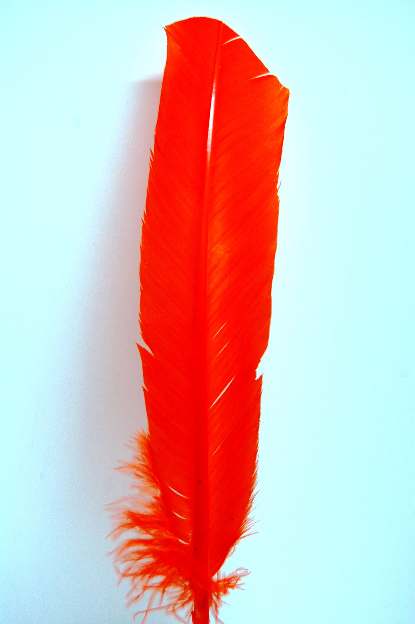 an orange colored turkey quill