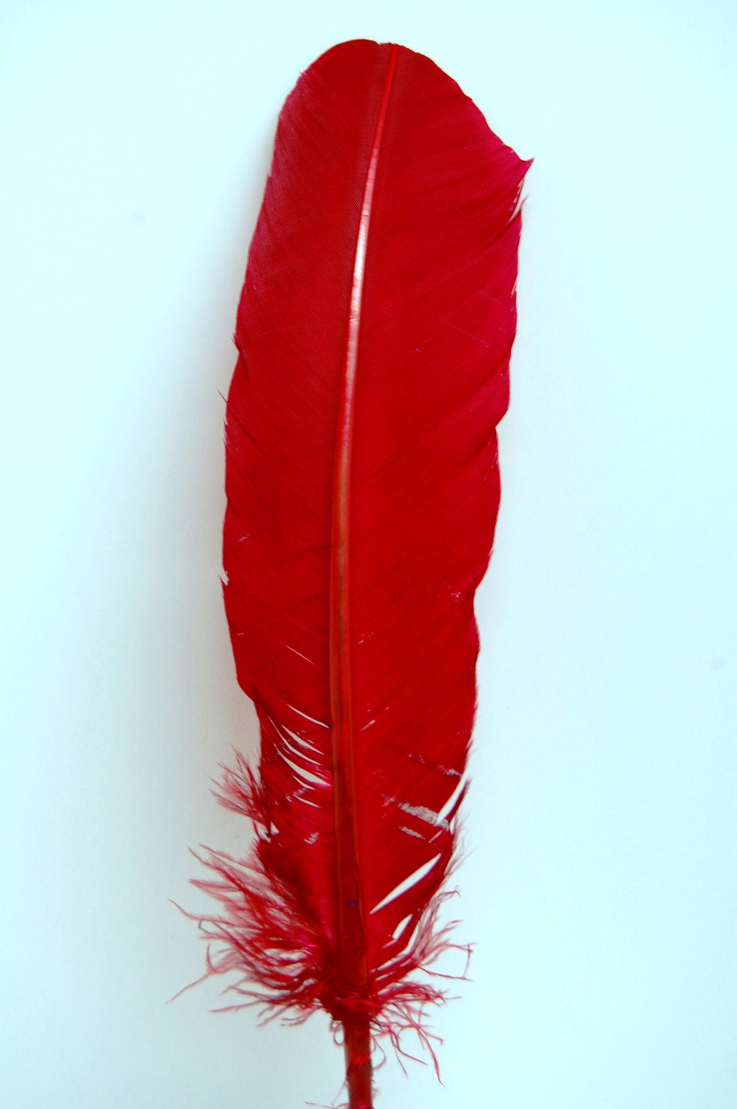 a red turkey quill