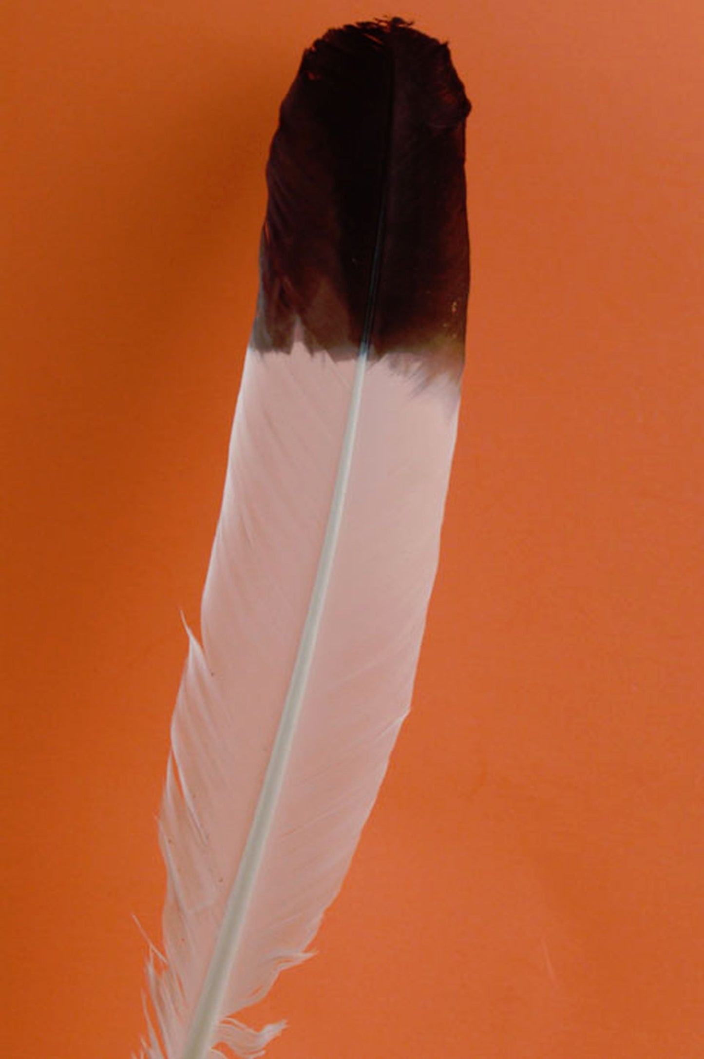 a single turkey quill white with black tip