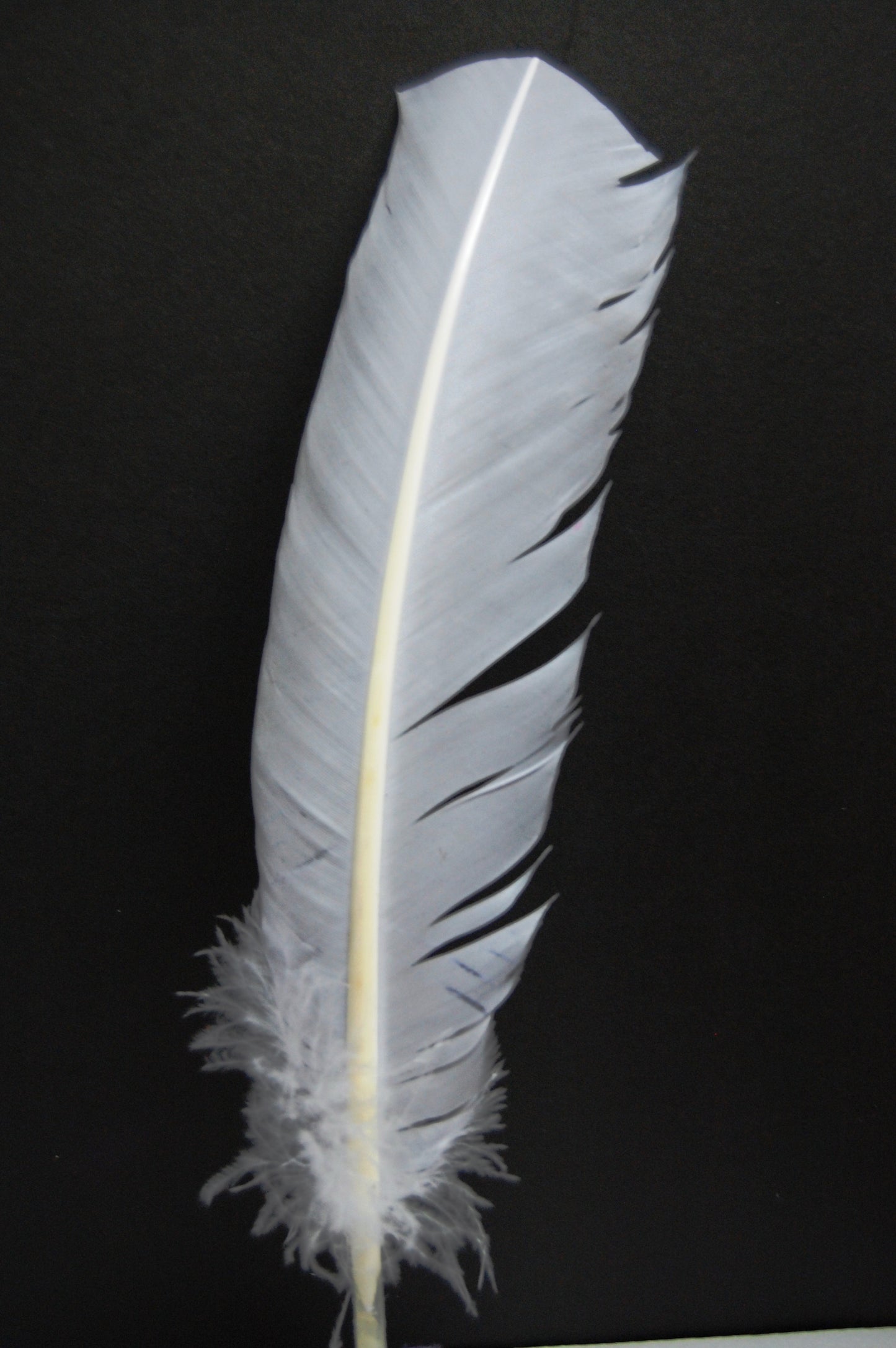 a white turkey quill on black background