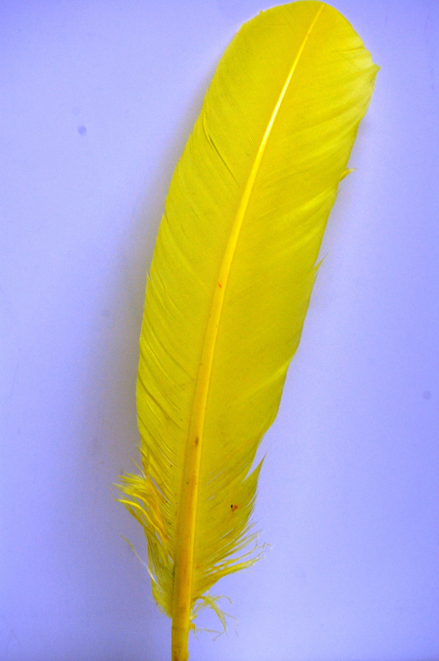 a yellow turkey quill