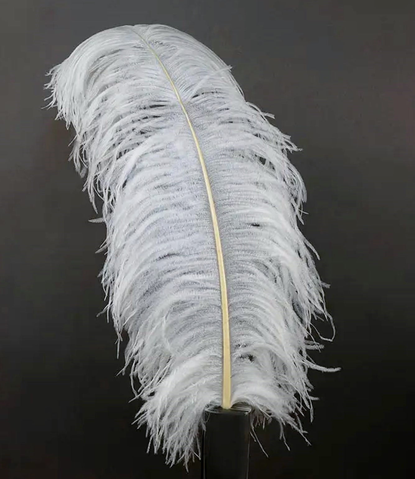 Ostrich Plumes 18"-23"
