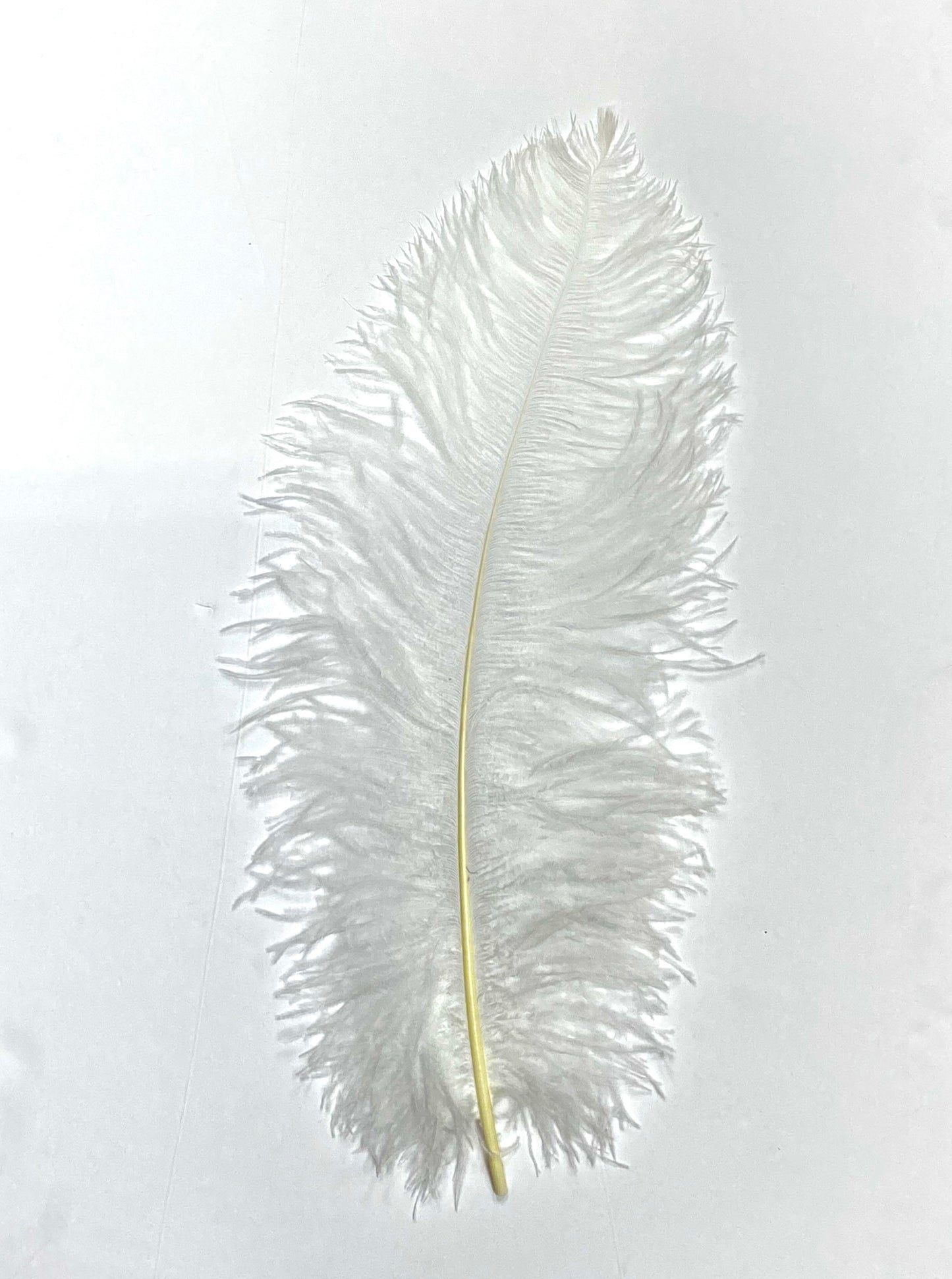 Ostrich Plumes 8-18"