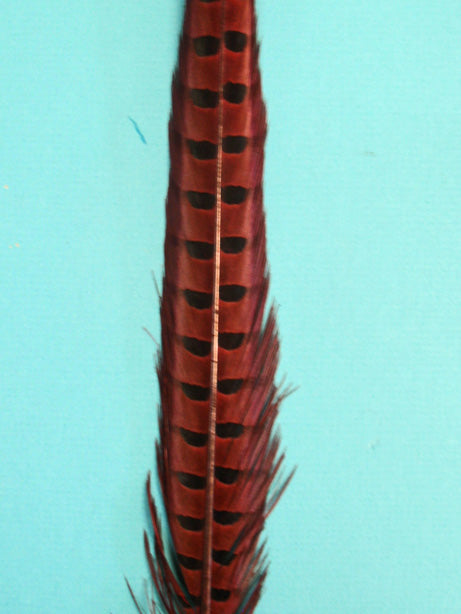 Dyed English Ringneck Pheasant Tails 20-26"