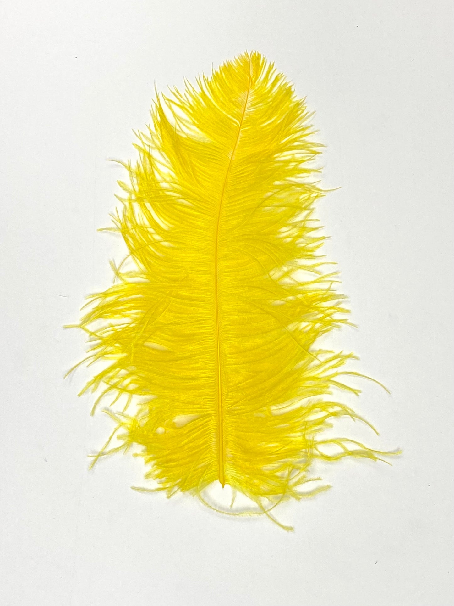 Ostrich Plumes 8-18"