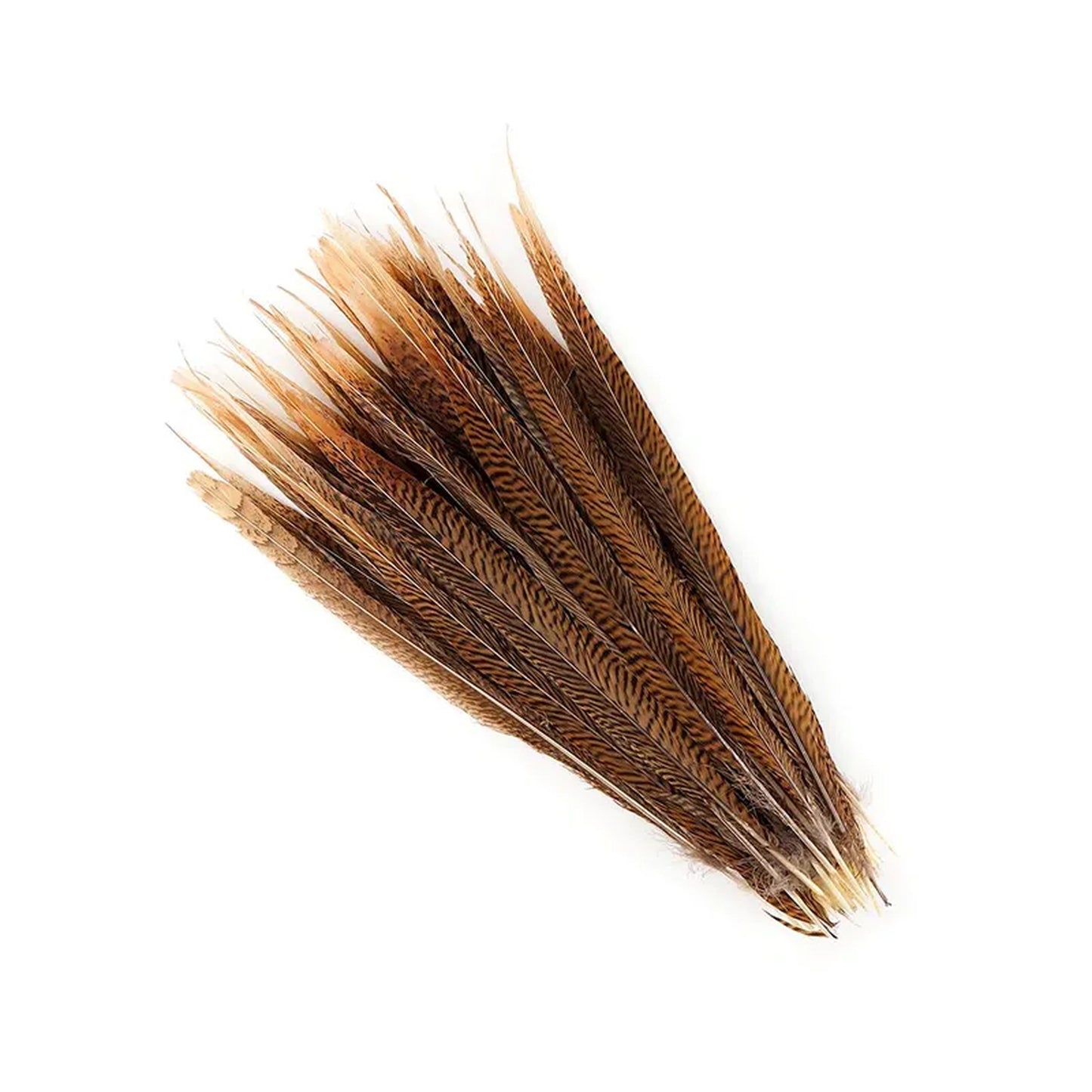Golden Pheasant Tails 4-30"
