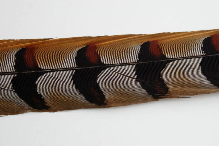 Reeves Pheasant Tails 4-60"