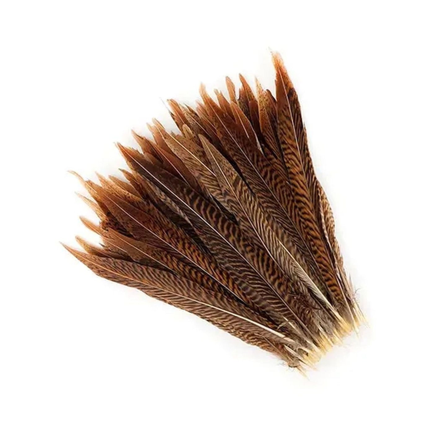 Golden Pheasant Tails 4-30"