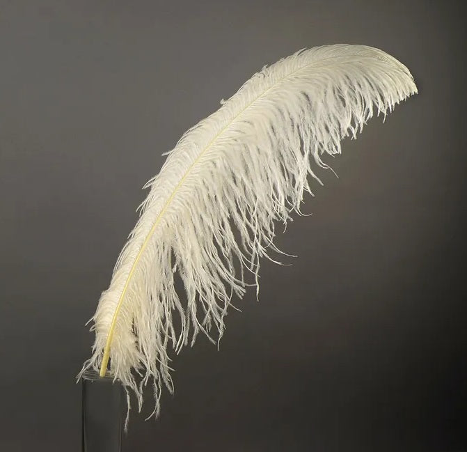 Ostrich Plumes 23-28"