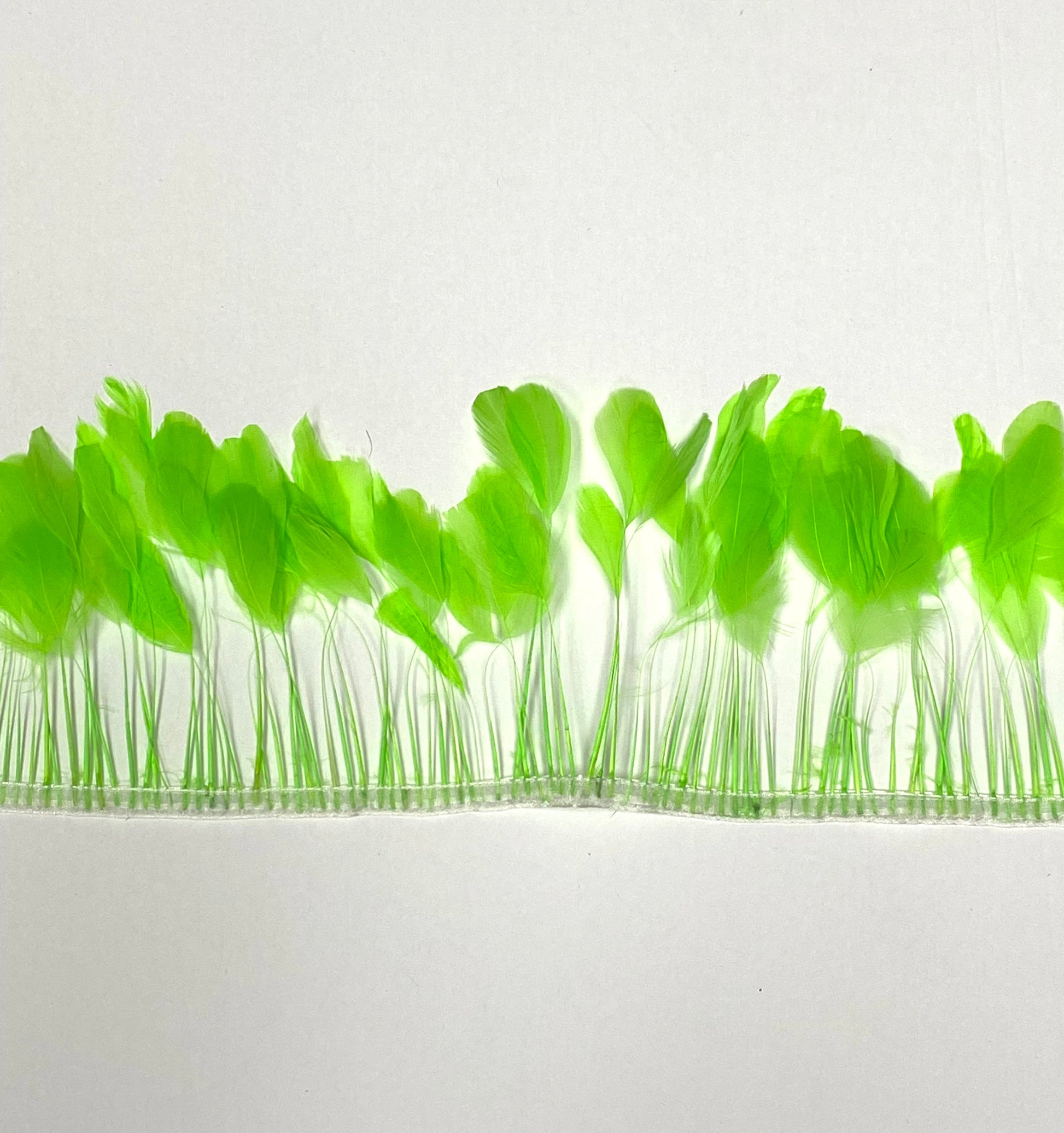 A lime green burnt coque fringe on white background by Eskay Feathers