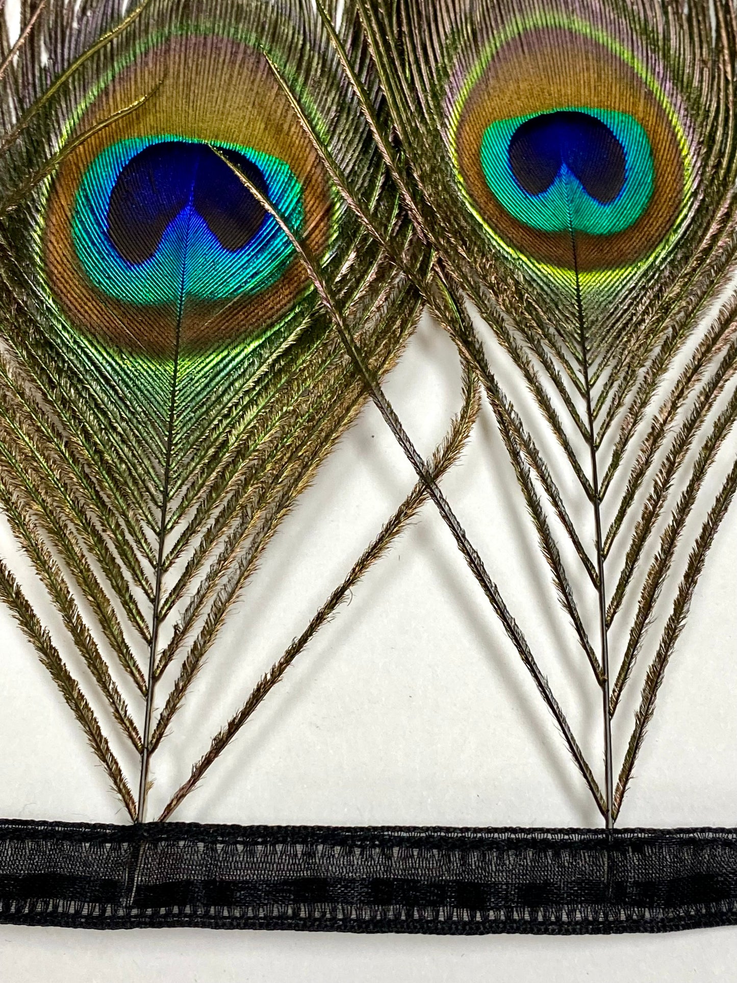 Peacock Eye on Bias Tape