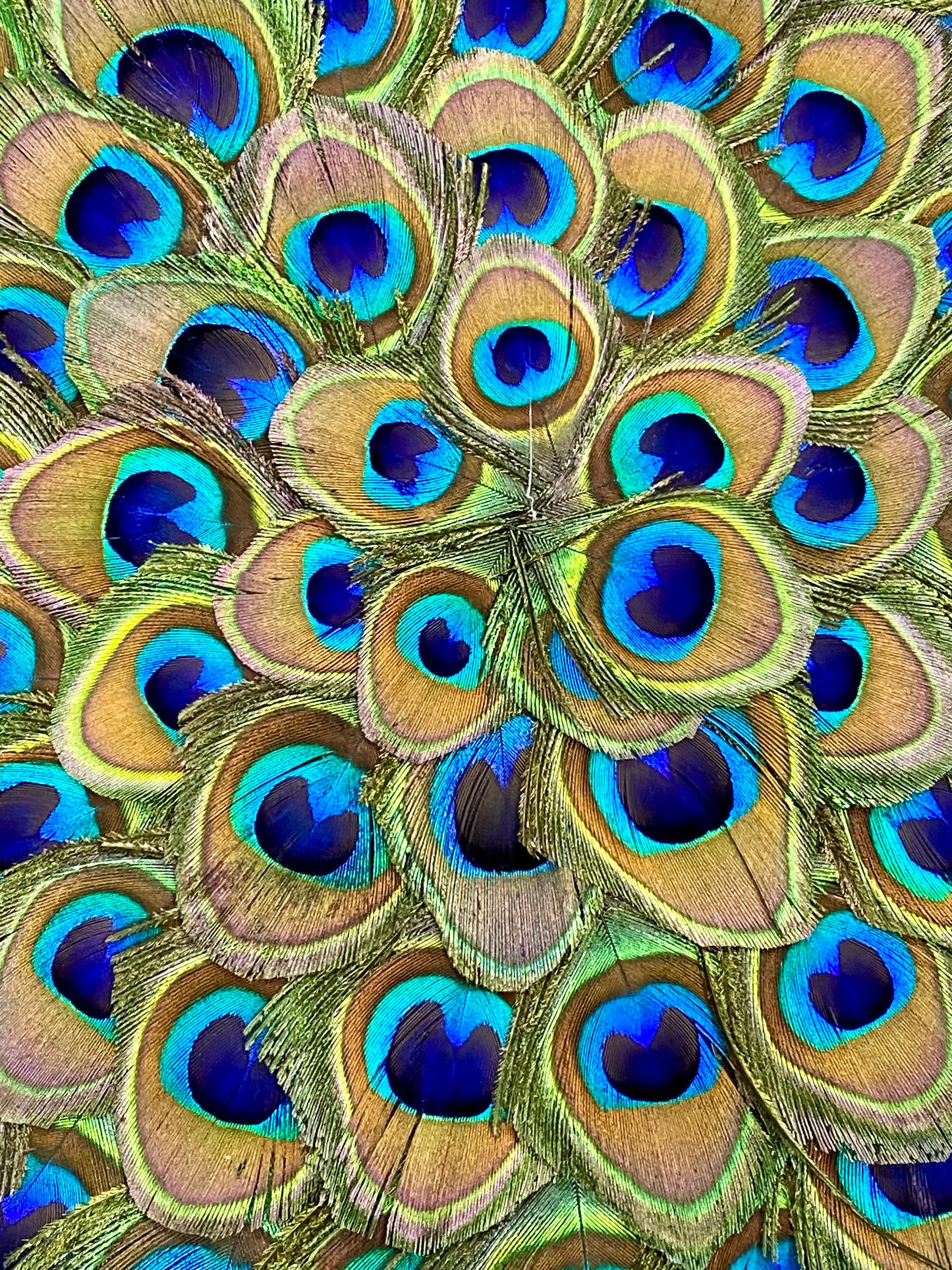 Peacock Placemat