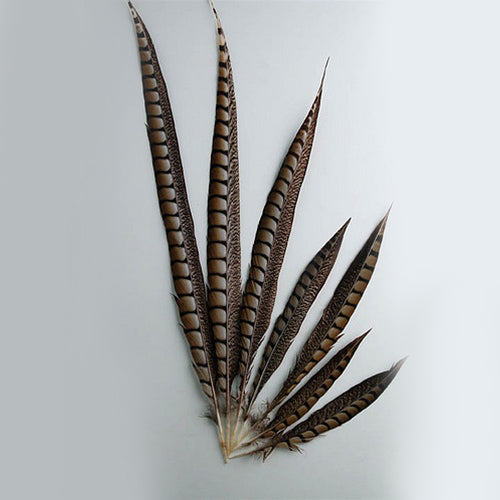 Lady Amherst Pheasant Tails 4-50"