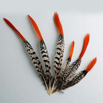 Lady Amherst Pheasant Tails Red Tip 4-12"