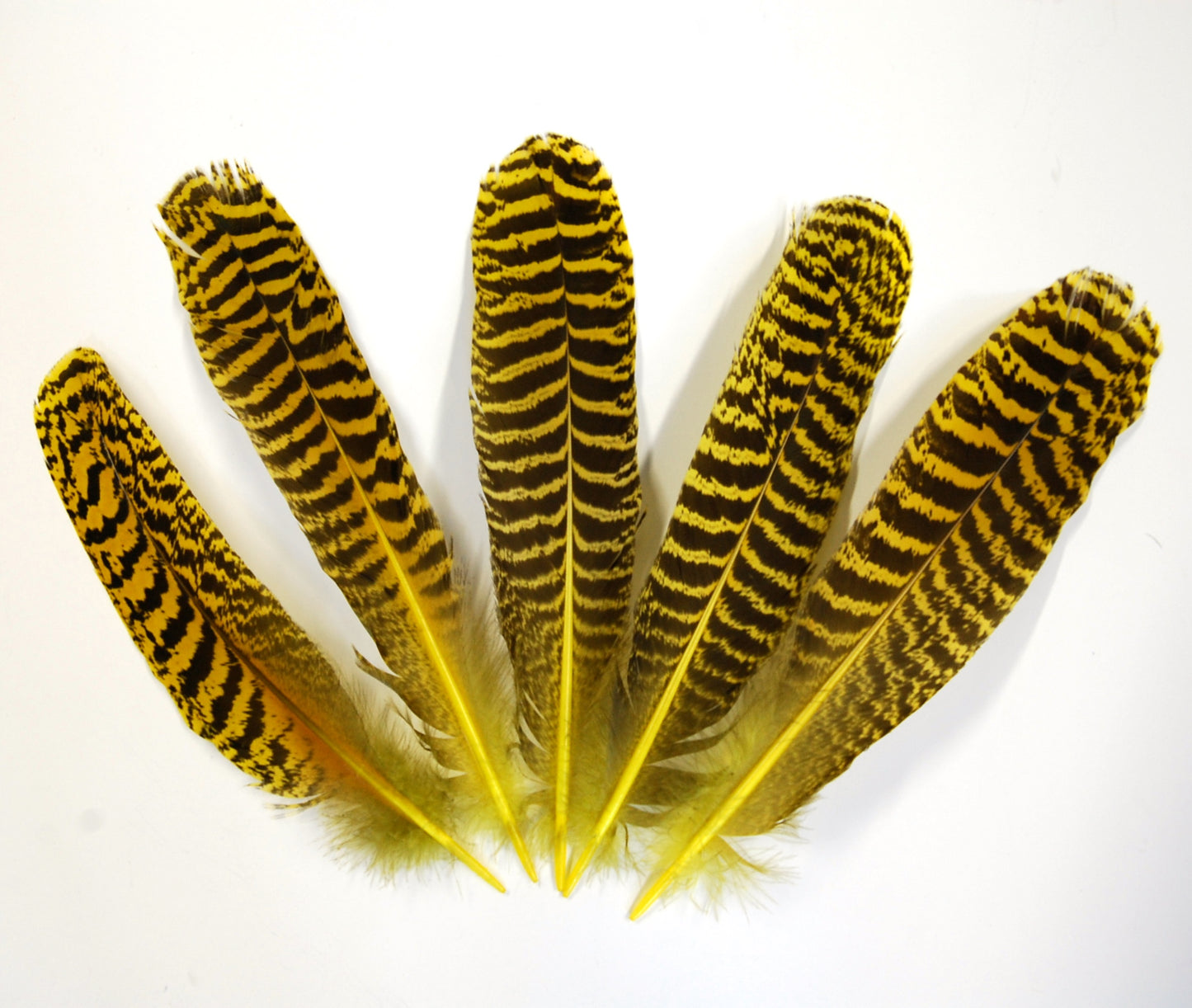 Peacock Quills