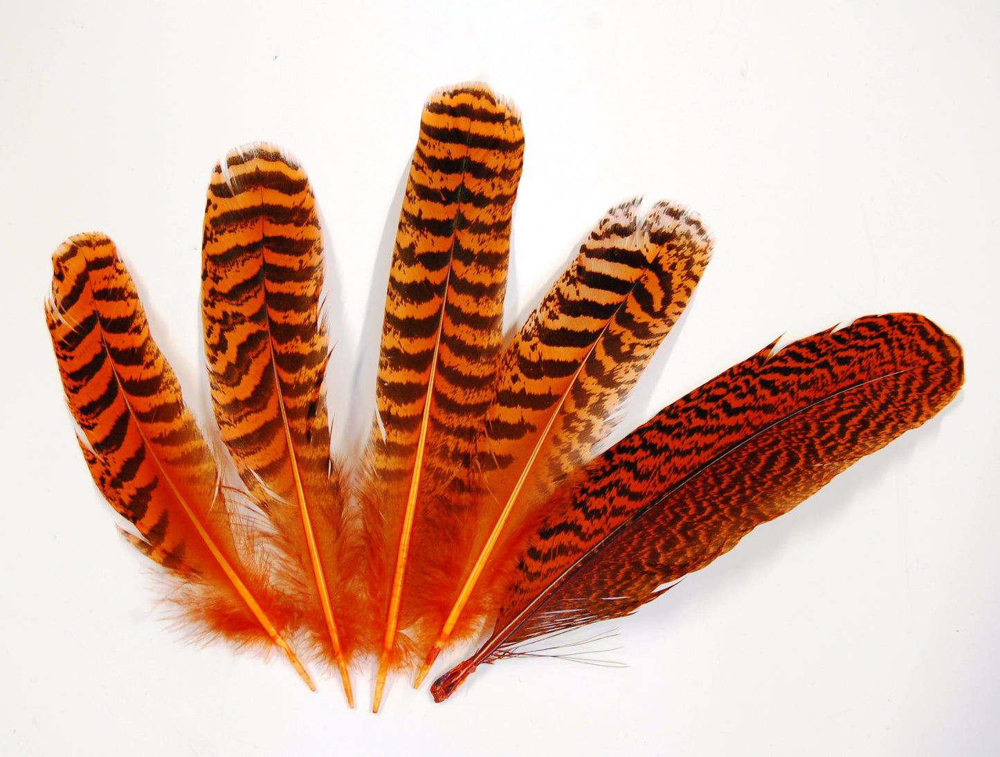 Peacock Quills