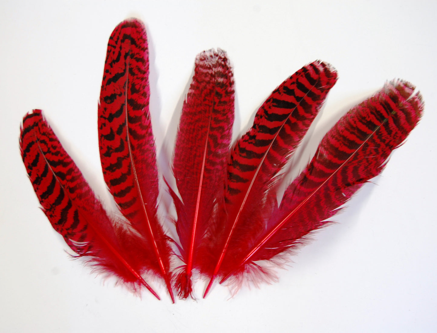 Peacock Quills