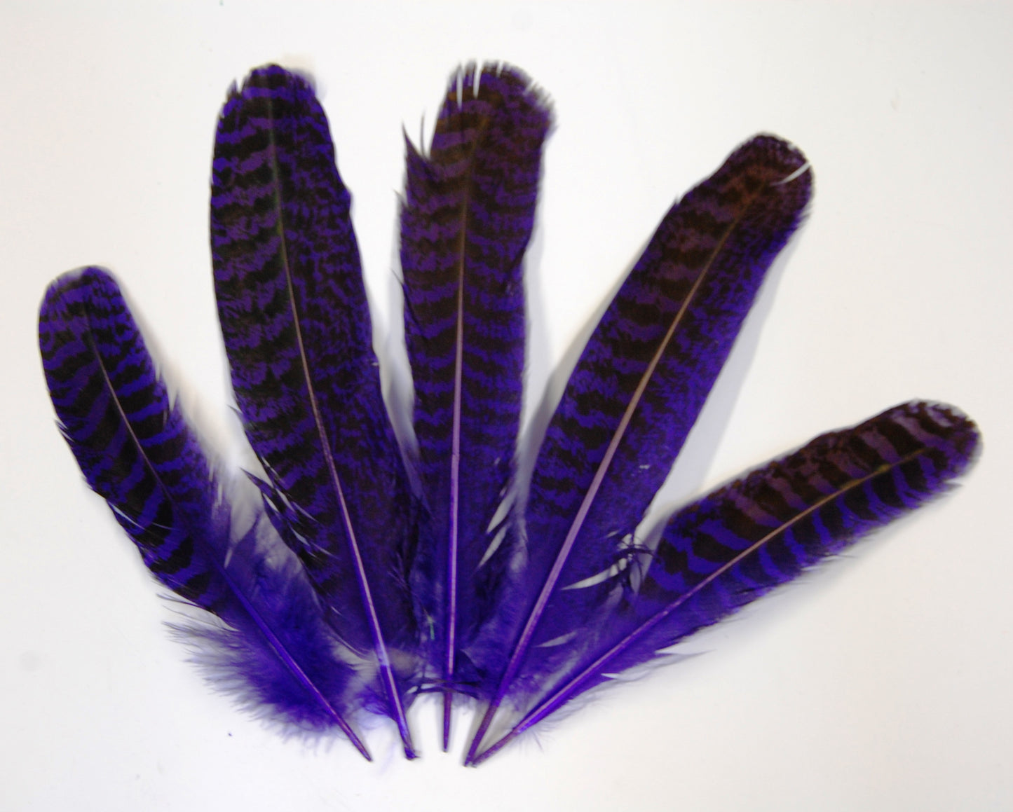 Peacock Quills