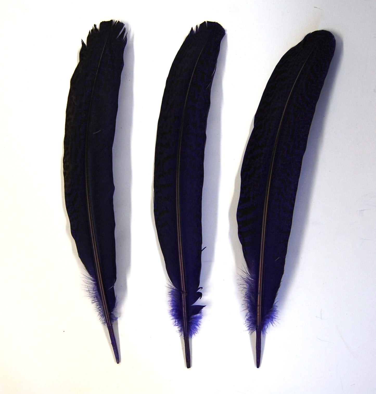 Peacock Quills