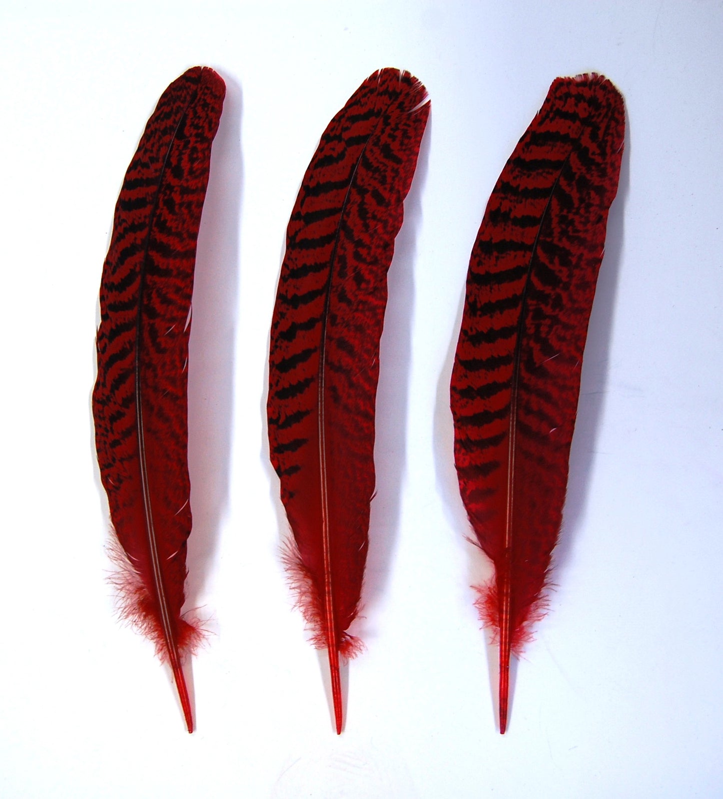 Peacock Quills