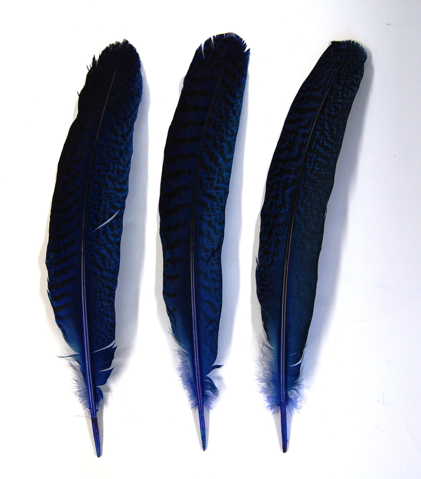 Peacock Quills