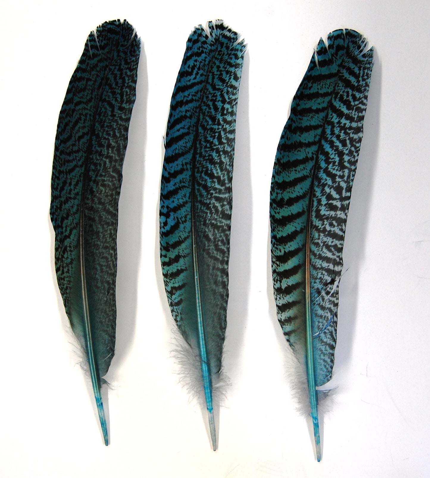 Peacock Quills