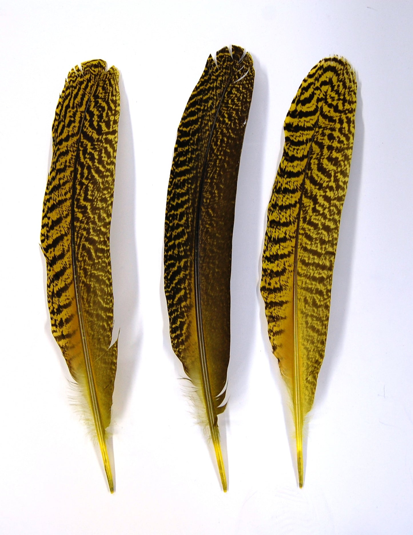 Peacock Quills