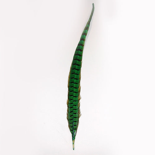Parried Dyed English Ringneck Pheasant Tails 20" and UP ( SOLD by PIECE )