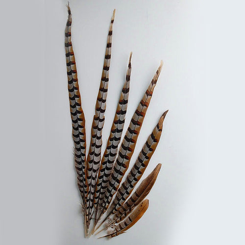 Reeves Pheasant Tails ( SOLD by PIECE )