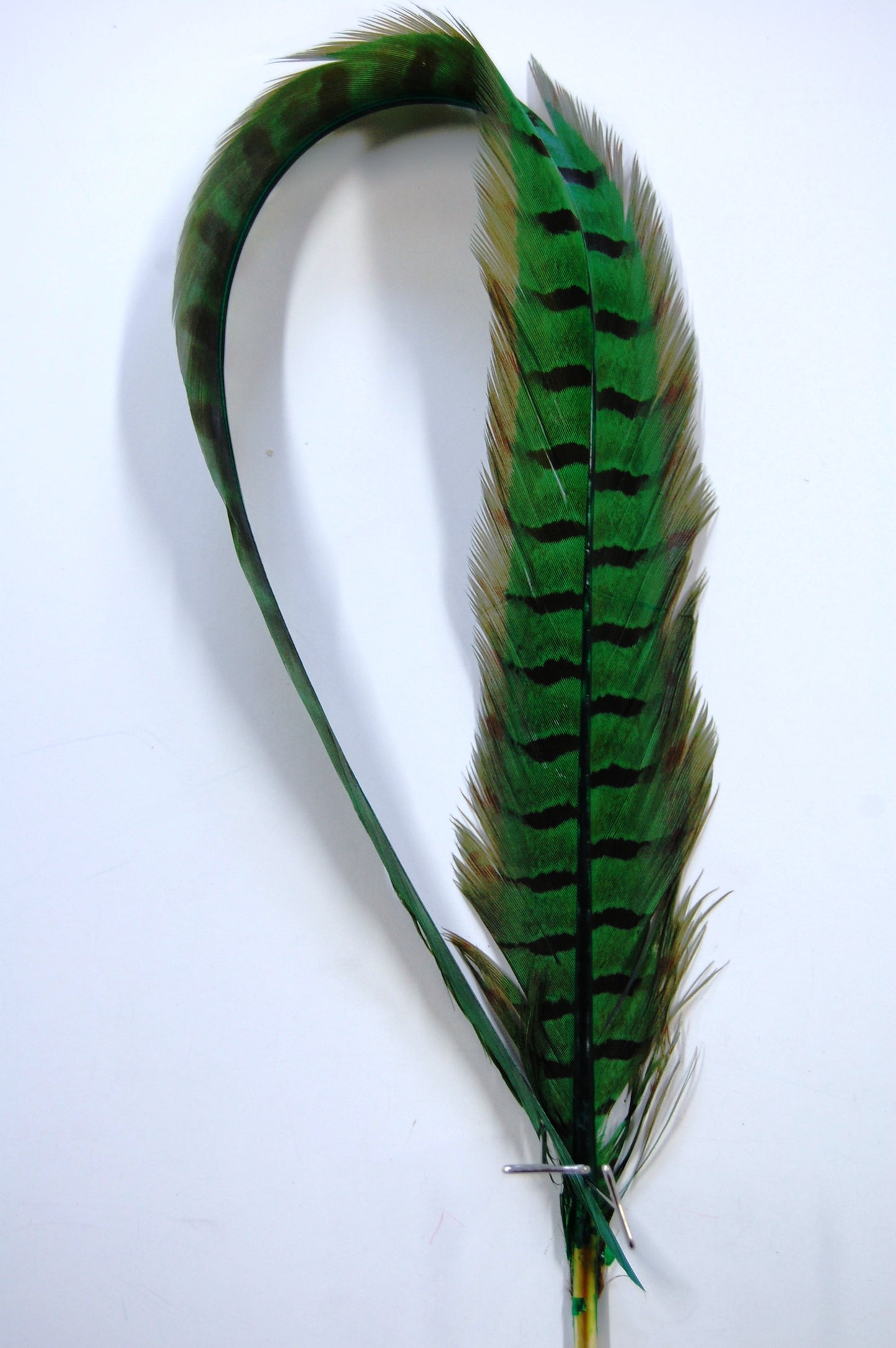 Parried English Ringneck Pheasant Tails 20-26"