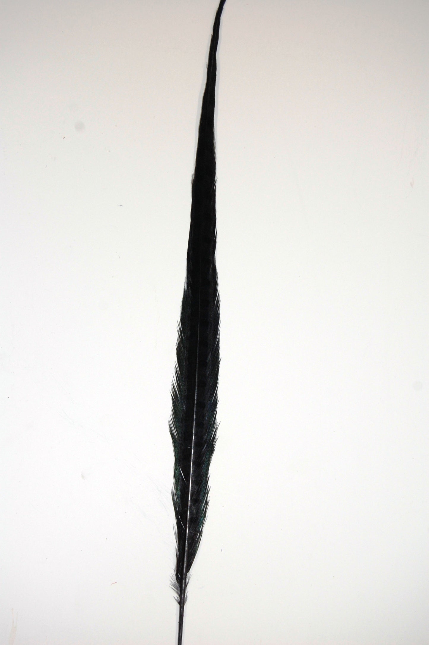 Parried English Ringneck Pheasant Tails 20-26"