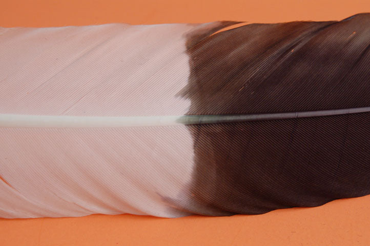 close up of a black and white turkey quill