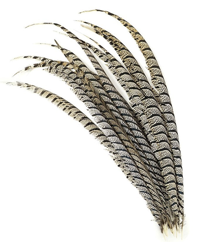 Lady Amherst Pheasant Tails Centers 30-40"