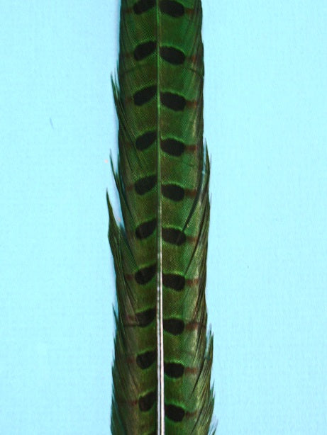 A Green Pheasant Tail Feather